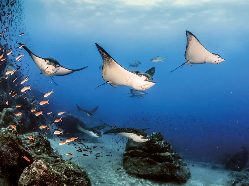 luxury-cruises-silversea