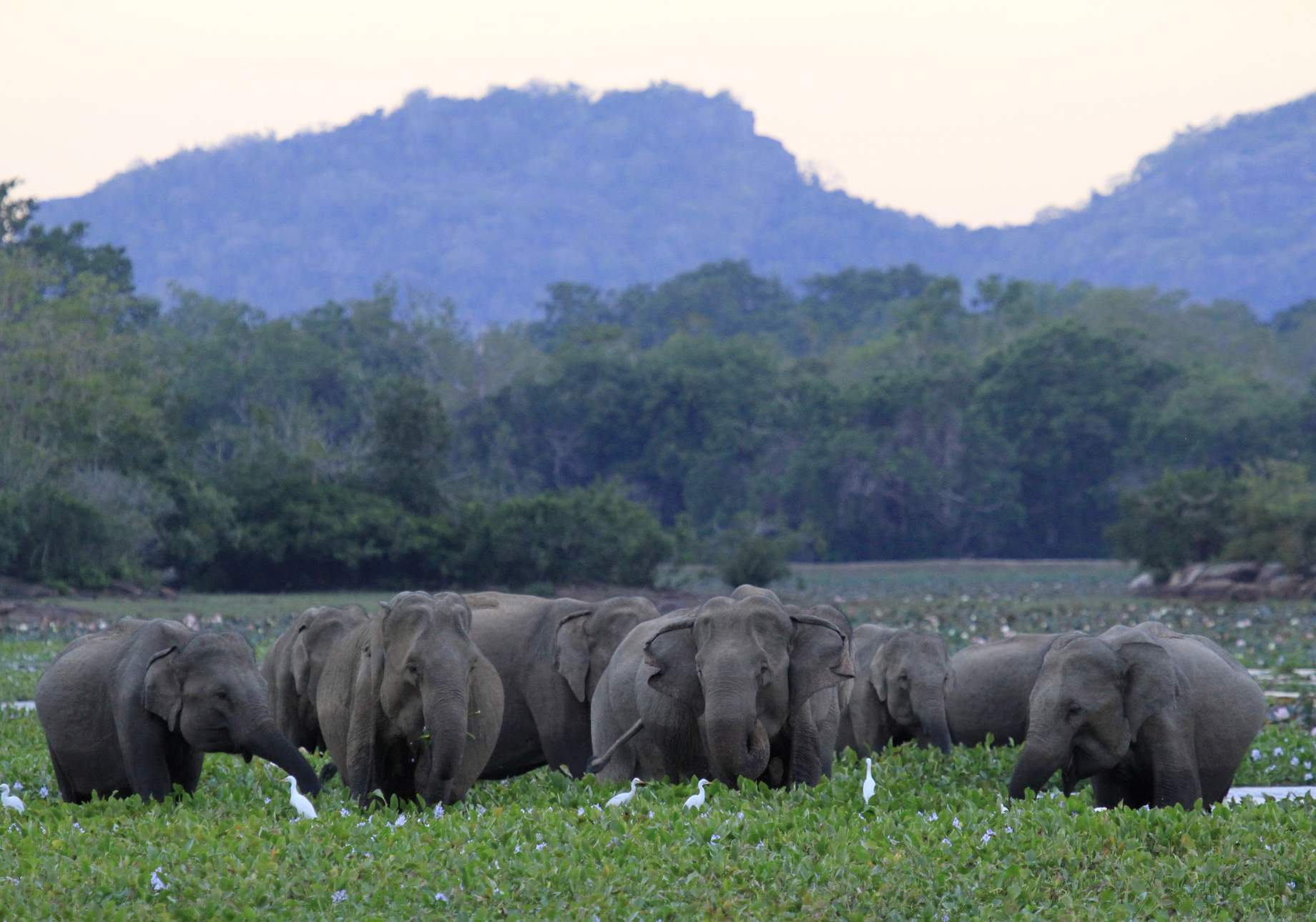 yala-national-park-unique-experiences