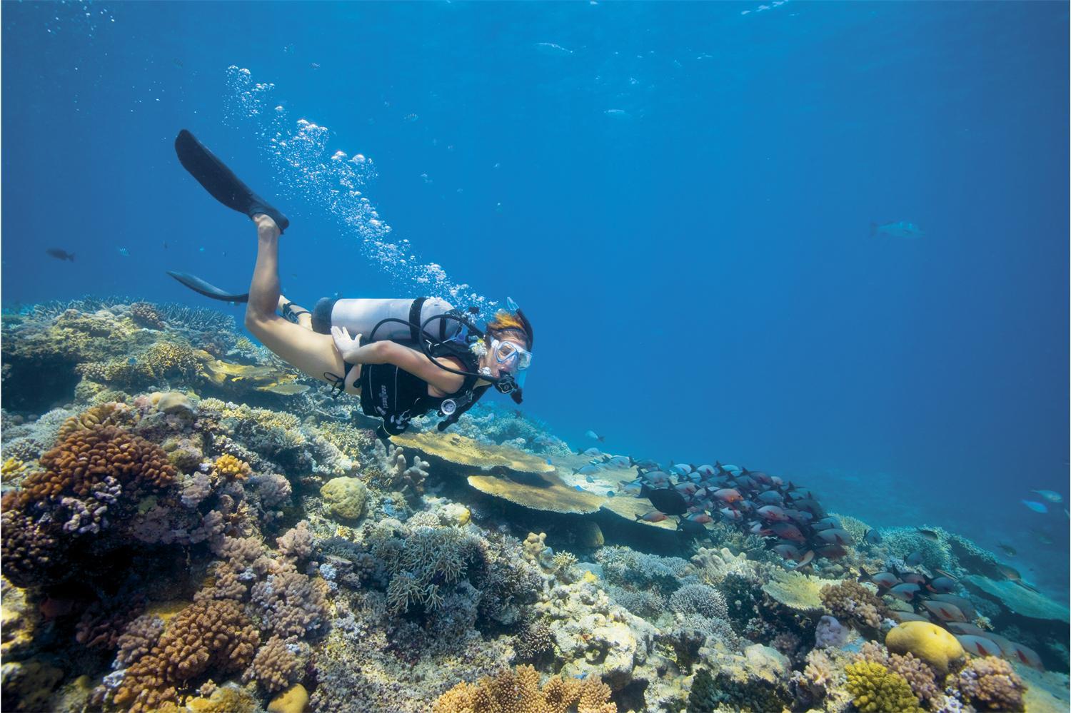 lizard-island-resort-diving-experiences